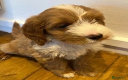 Cockapoo dogs for sale: F1 cockapoo puppies  in Esher - Image 1