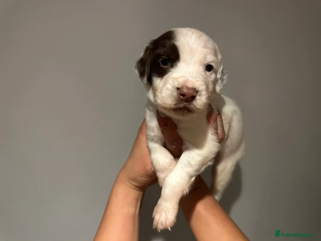 English Springer Spaniel dogs for sale: Ftch lines Kc reg working English springers  - Advert 19