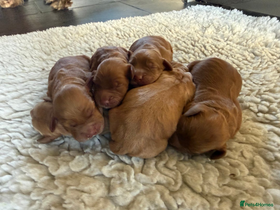 Cocker Spaniel dogs for sale: KC working cocker spaniels for sale  - Advert 6