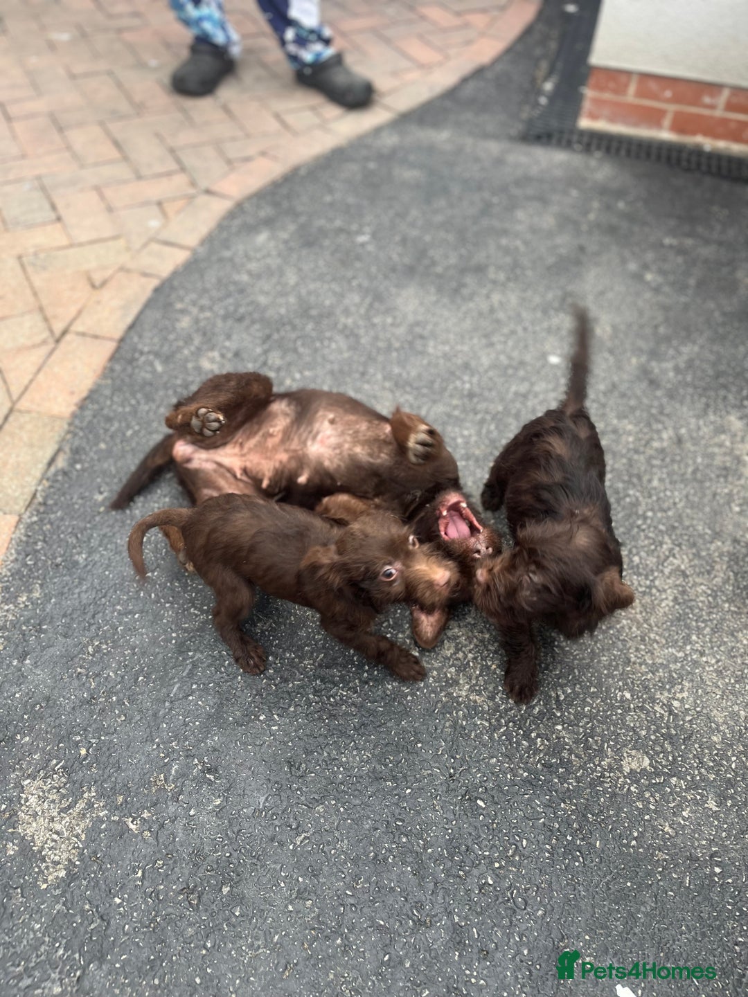 Patterdale Terrier dogs for sale: ⭐️ Patterdale puppies only 2 girls available ⭐️ - Image 9