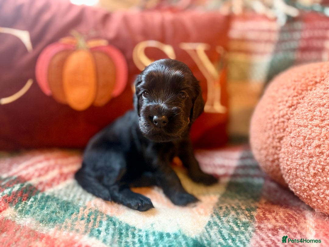 Cocker Spaniel dogs for sale: Beautiful Show Type Cocker Spaniel Puppies - Image 21
