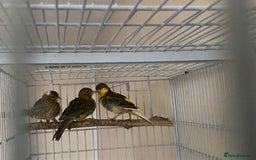 Canaries birds for sale: 5 canaries  - Image 8