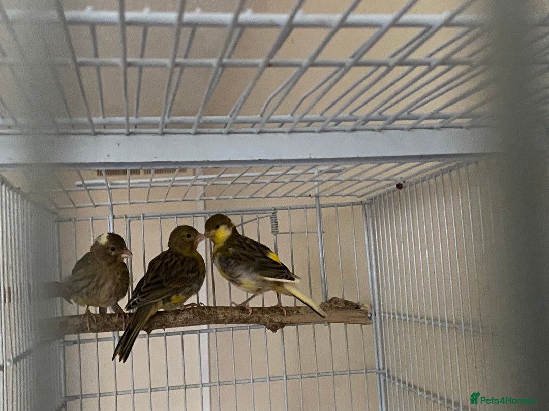 Canaries birds for sale: 5 canaries  - Image 8