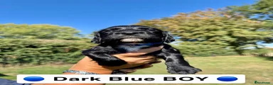 Dark blue Boy