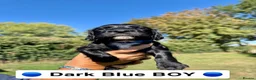 Sprocker dogs for sale: Beautiful Sprocker Puppies  in Sudbury - Advert 9