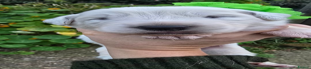 Pyrenean Mountain Dog Puppy 5