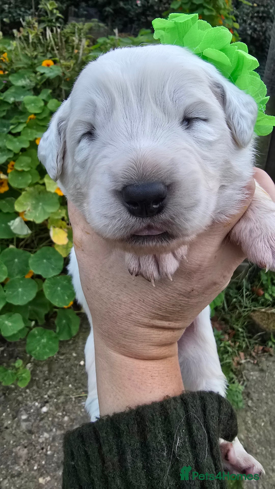 Pyrenean Mountain Dog dogs for sale: Polish tatra mountain sheepdog - Image 7