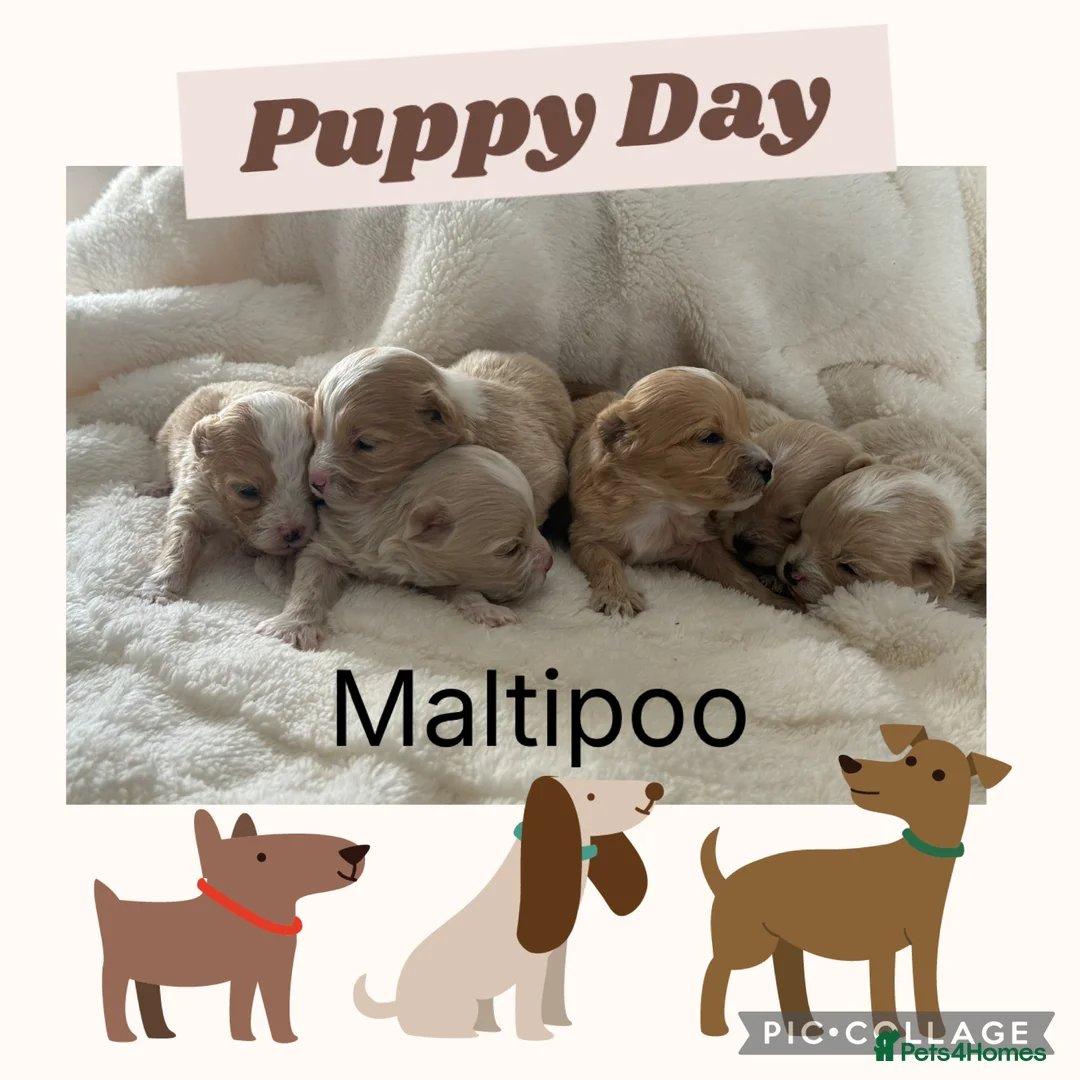 Maltipoo dogs for sale: Gorgeous Teddy Bear F1 Maltipoo  - Advert 1