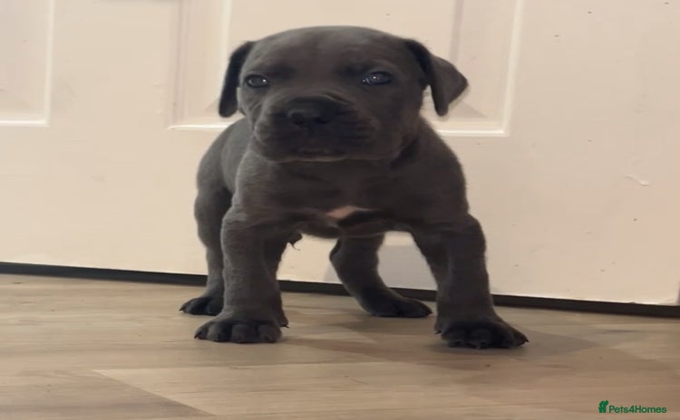 Cane Corso dogs - Advert 10