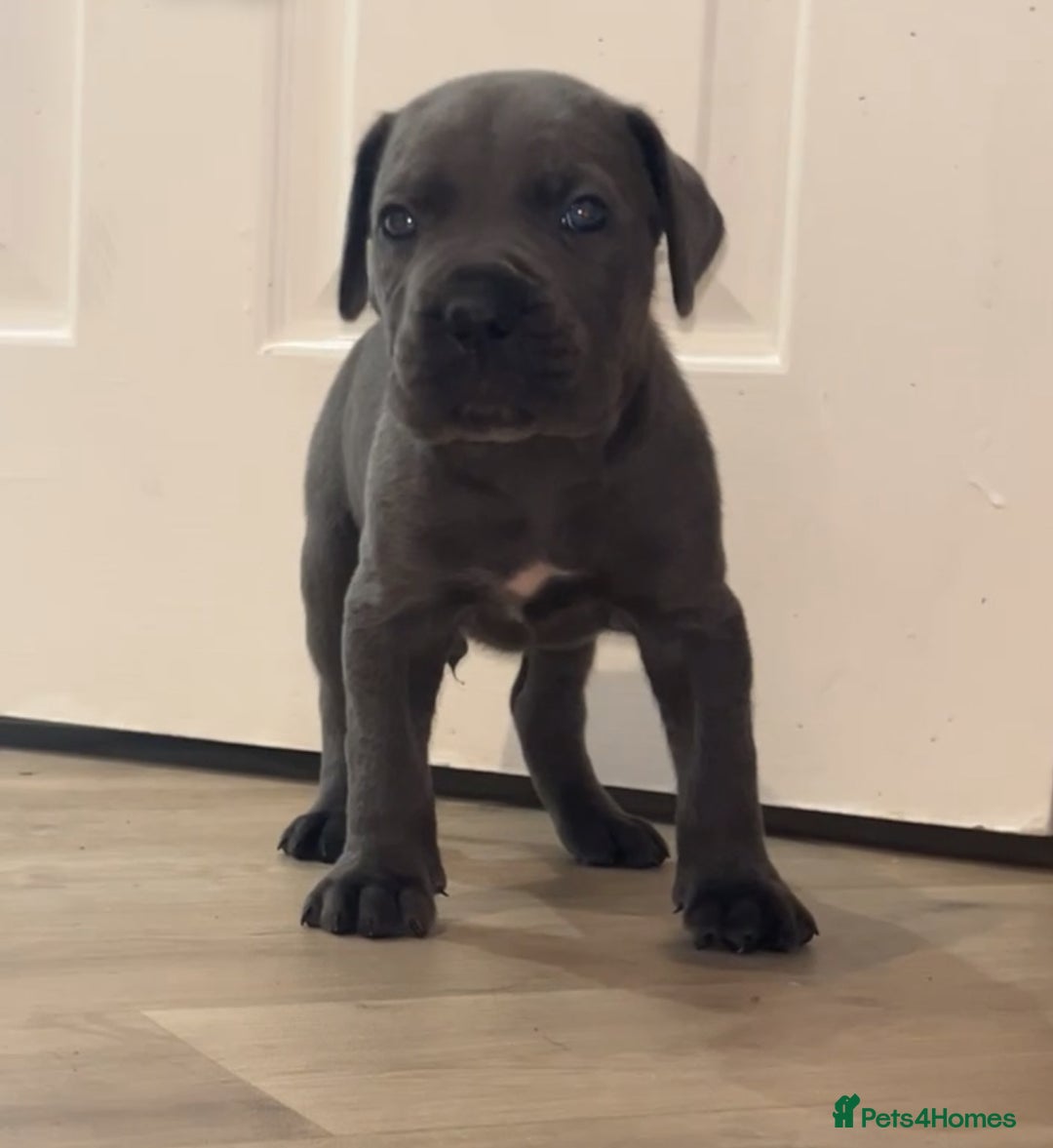 Cane Corso dogs for sale: Cane corso pups - Advert 2