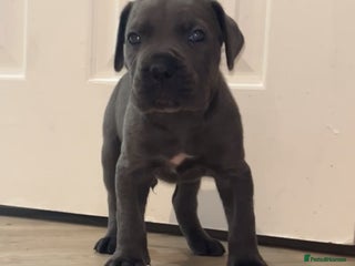 Cane Corso dogs - Advert 10