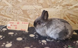 Netherland Dwarf rabbits for sale: Netherland dwarf bunnies for sale - Image 4