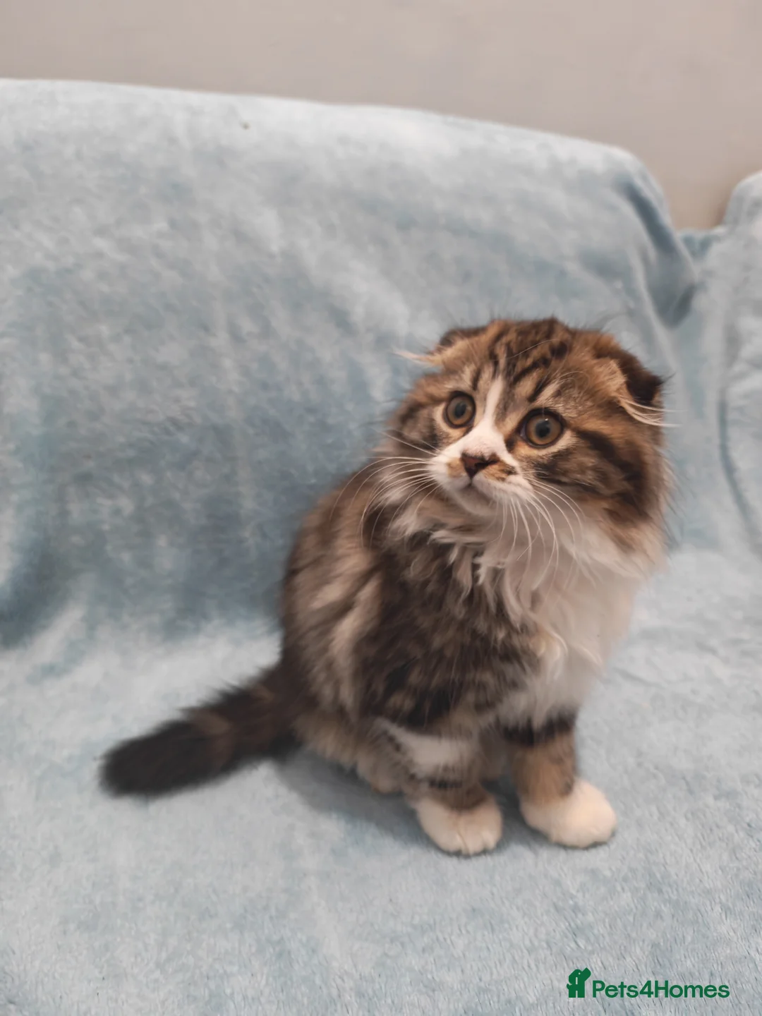 Mixed Breed cats for sale: Sccotis flod & Fluffy kittens VIDEOS - Advert 22