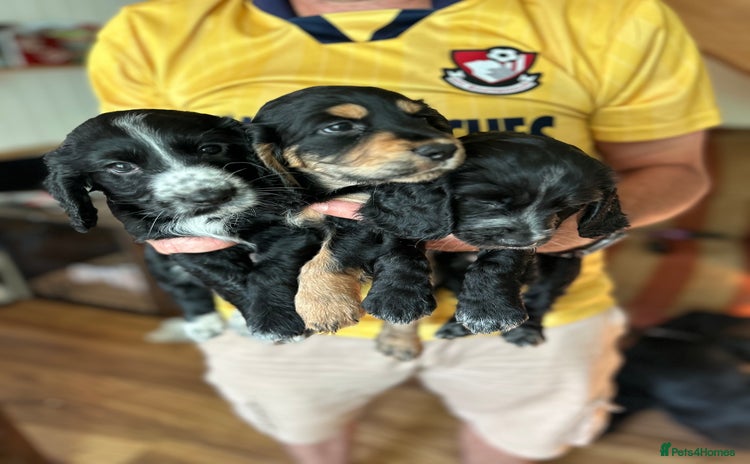 Cocker Spaniel dogs in Bridport - Advert 3