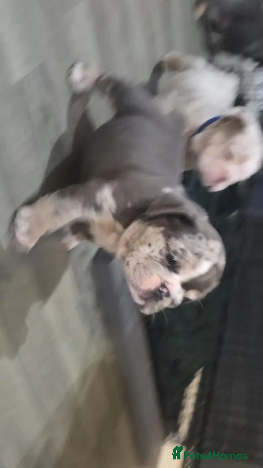 English Bulldog dogs for sale: Beautiful Colours,  & Loving Personalities - Advert 2