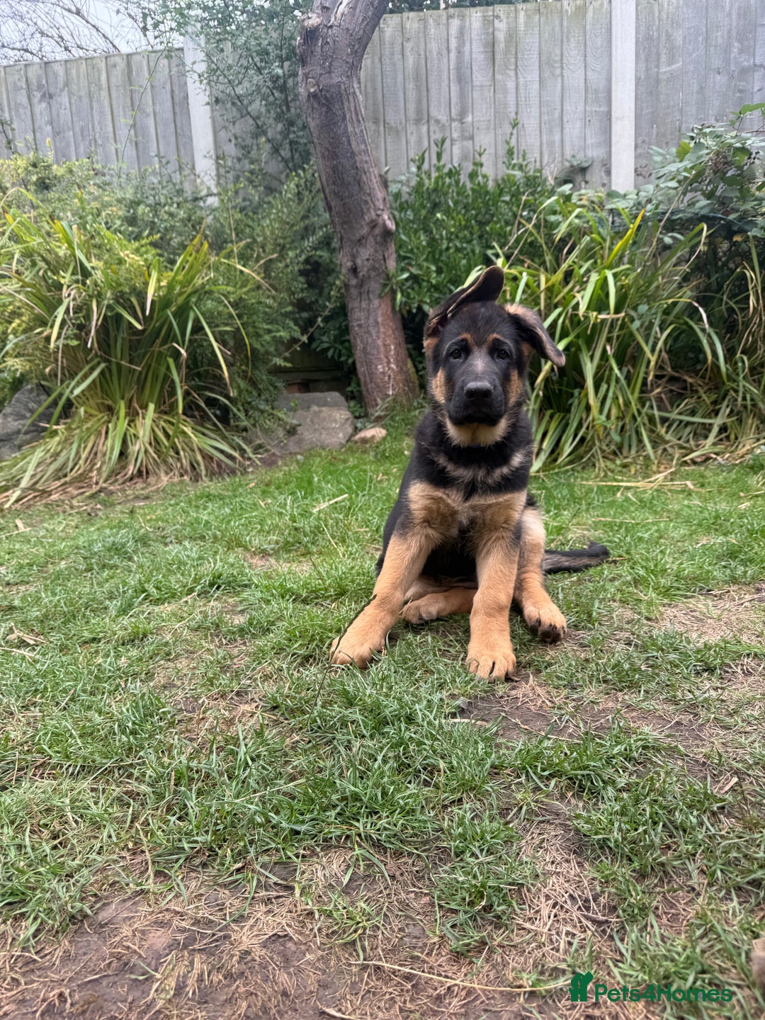 German Shepherd dogs for sale: Stunning litter - Image 6