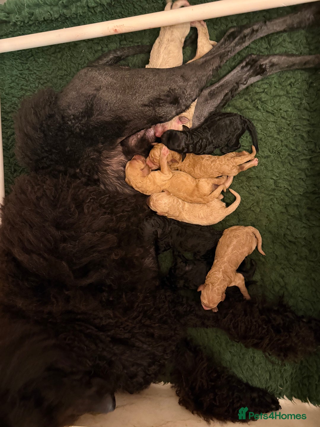 Standard Poodle dogs for sale: 1 KC Black standard poodle puppy - Advert 10