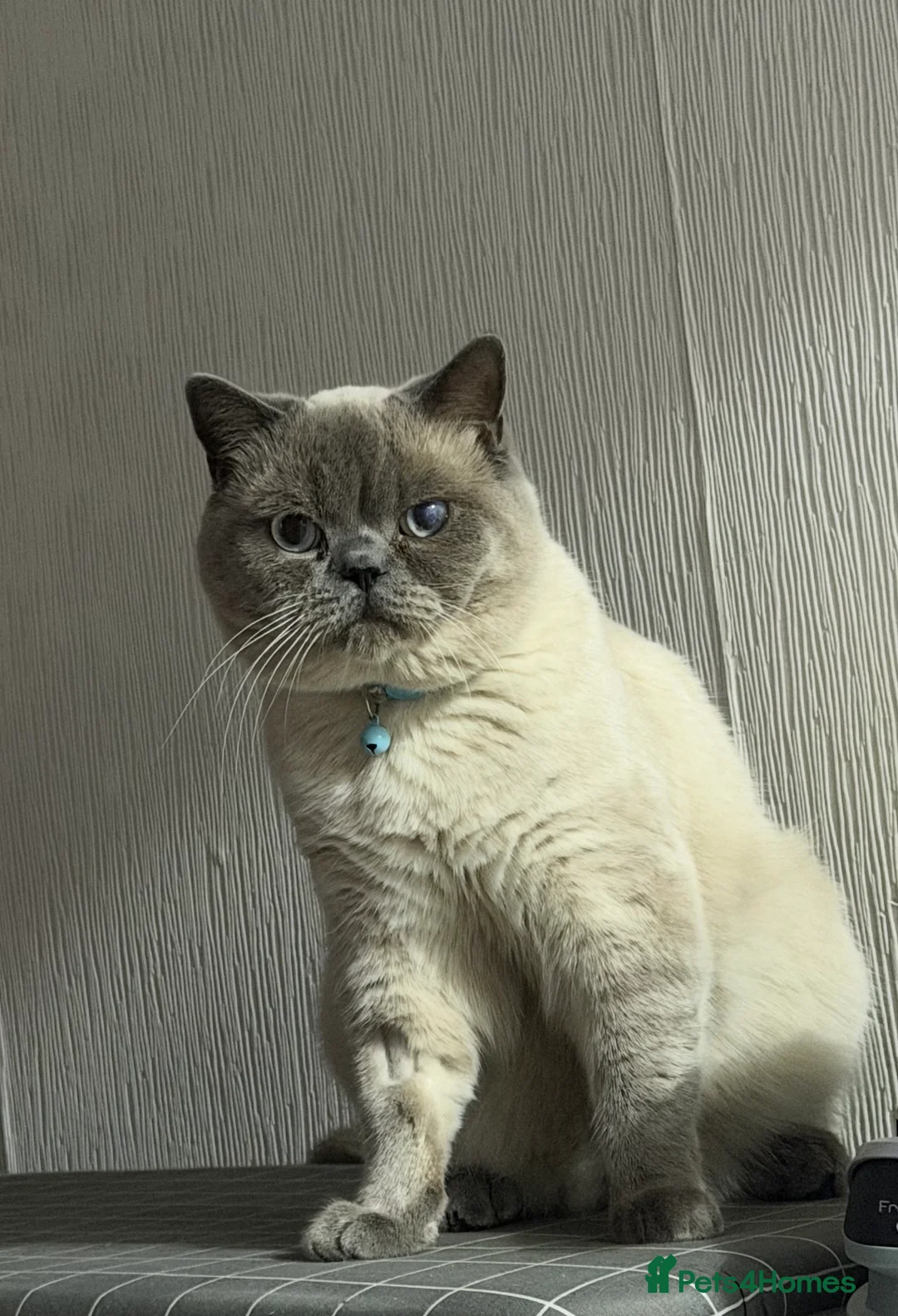 British Shorthair cats for sale: British shorthair kittens  - Advert 6