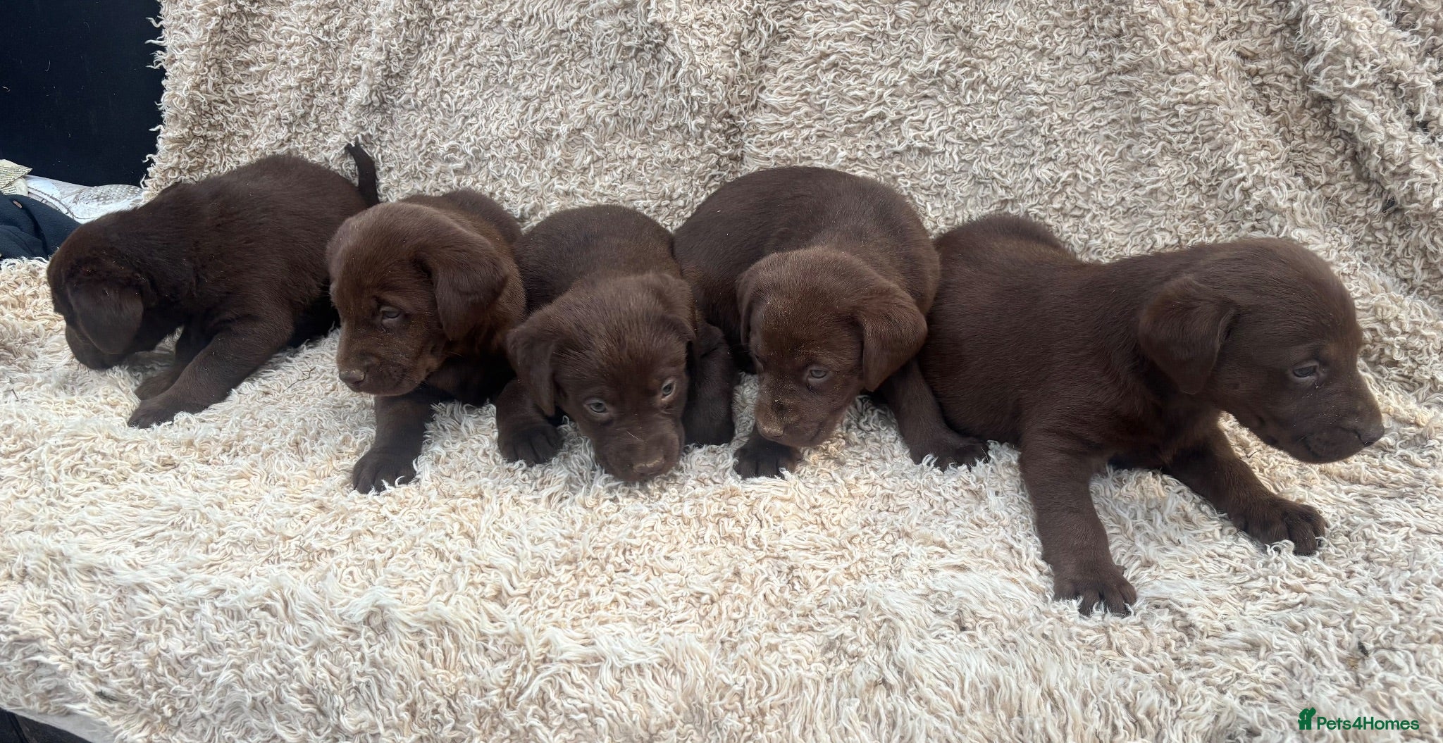Labrador Retriever dogs Beautiful Chocolate Labrador Puppies - Advert 1