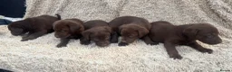 Labrador Retriever dogs for sale: Beautiful Chocolate Labrador Puppies - Advert 1