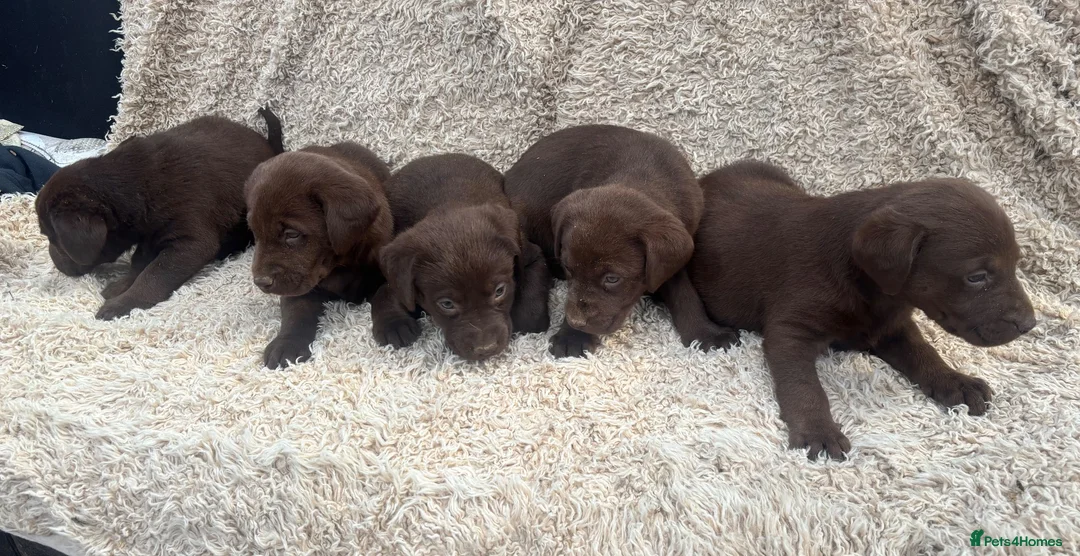 Labrador Retriever dogs for sale: Beautiful Chocolate Labrador Puppies - Advert 1