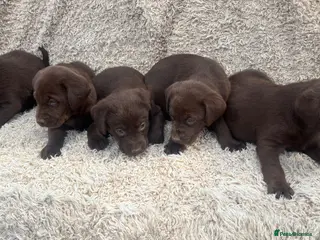 Labrador Retriever dogs Beautiful Chocolate Labrador Puppies - Advert 5