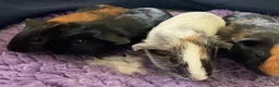 Guinea Pig rodents for sale: Baby Boy Guinea Pigs in Bristol - Advert 2