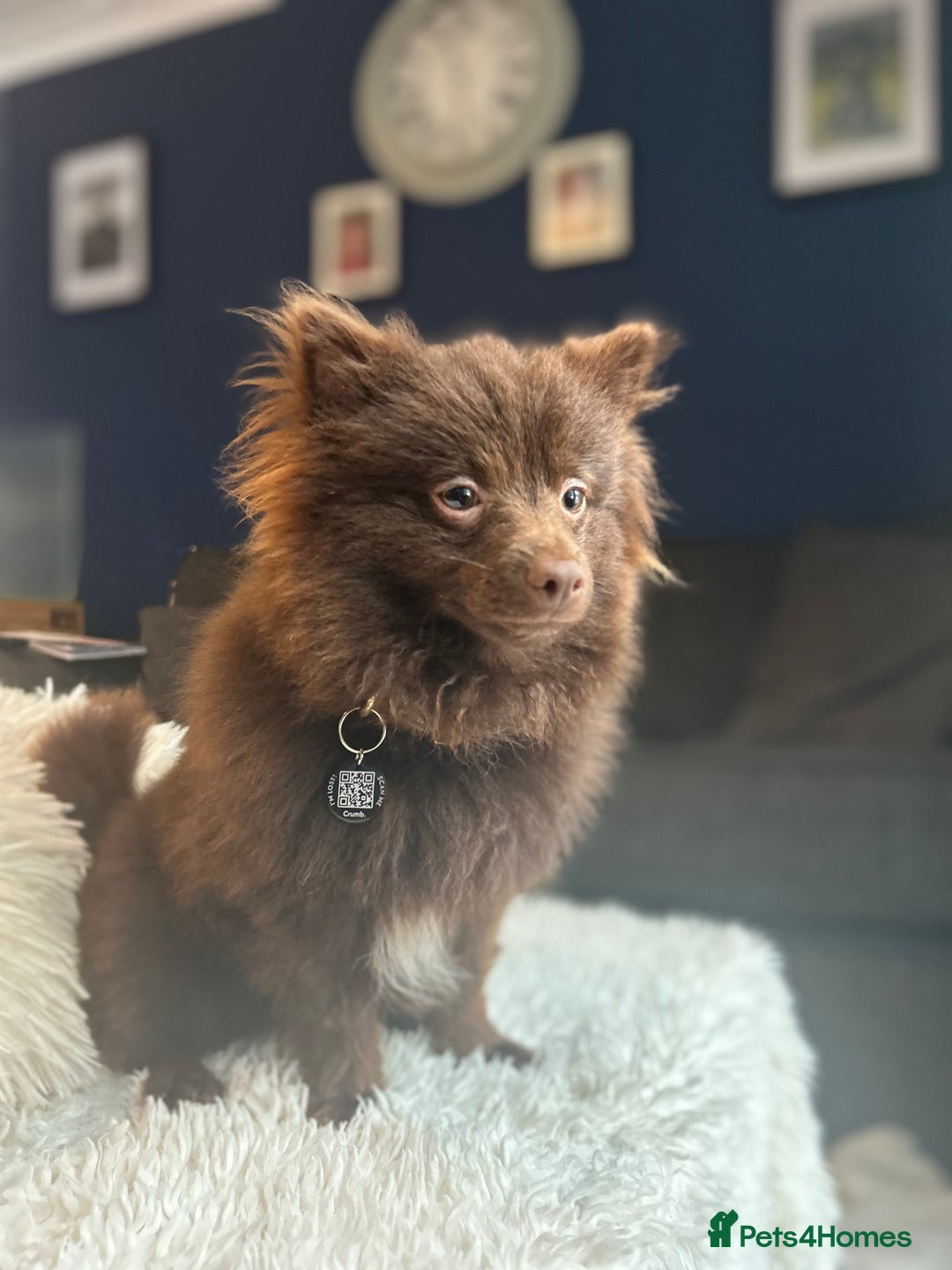 Pomeranian dogs for stud: Pomeranian  - Advert 3