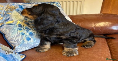 Cocker Spaniel dogs - Advert 3