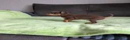 Mixed Breed dogs for sale: Miniature Pinscher x Russian Toy Terrier Puppies - Advert 11