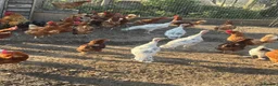 Turkeys poultry for sale: Crolwitzer turkey poults - Advert 2