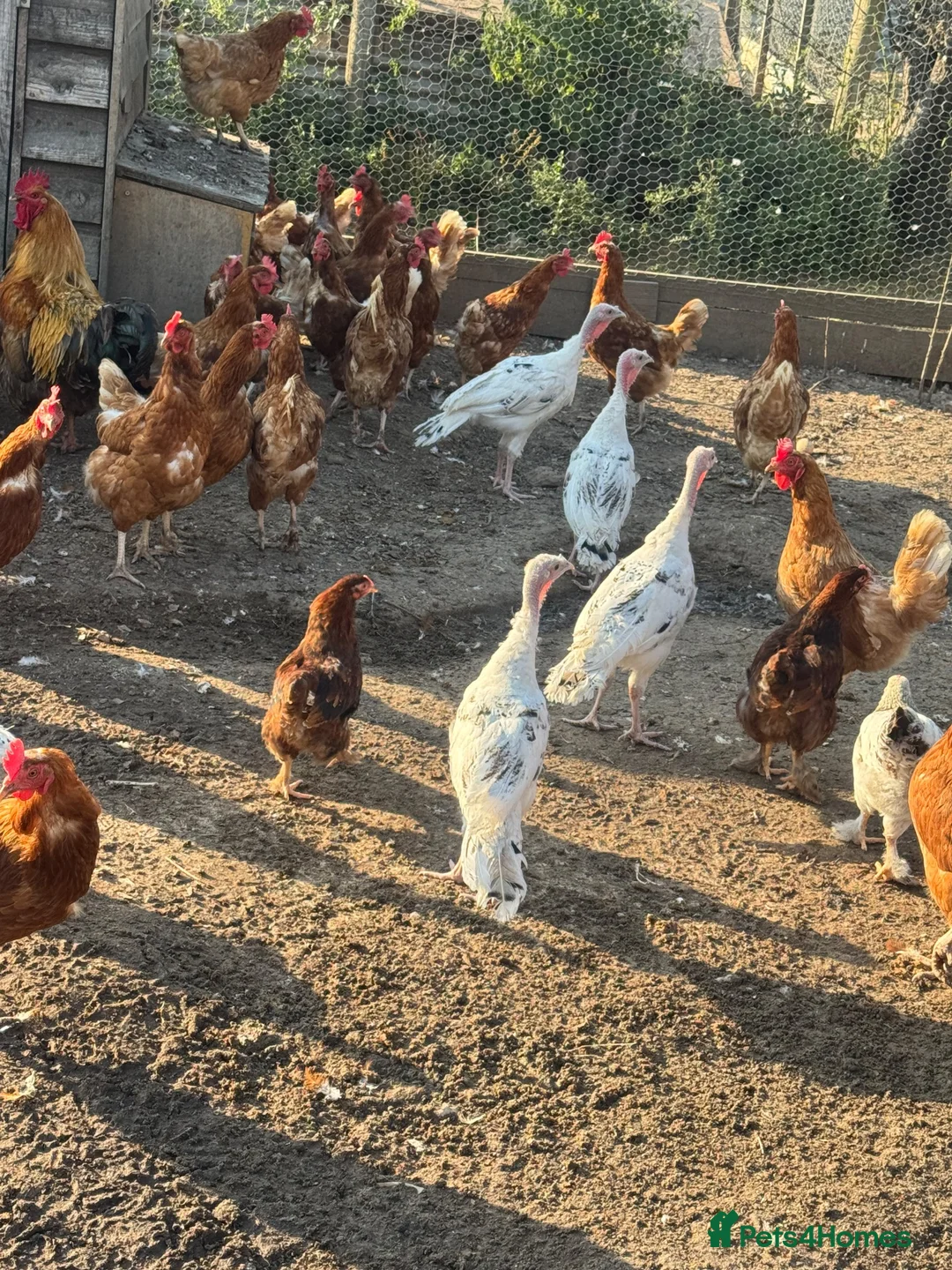 Turkeys poultry for sale: Crolwitzer turkey poults - Advert 2