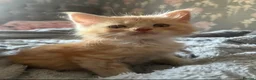 Maine Coon cats for sale: Maincoon x - Advert 7