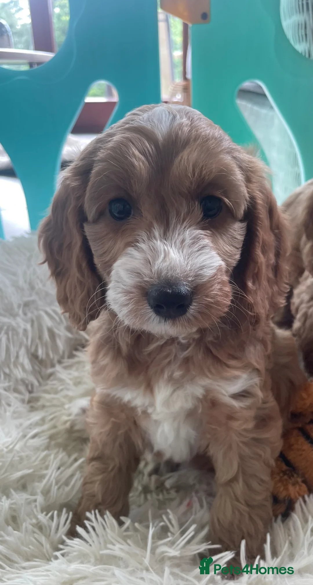 Cockapoo dogs for sale: F1 MINIATURE  SHOW-LINE COCKAPOO PUPPIES  - Advert 1
