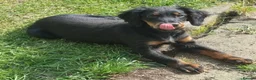 Cocker Spaniel dogs for sale: Black & Tan Girl left. 10 Weeks Old - Advert 19