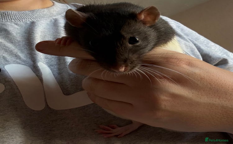 Rat rodents - Advert 1