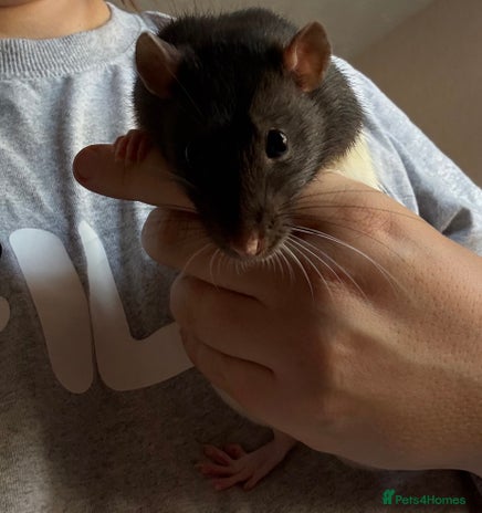 Rat rodents - Advert 7