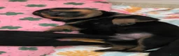 Rottweiler dogs for sale: Beautiful KC Rottweiler puppies. 2 boys, 4 girls in Brierley Hill - Advert 6