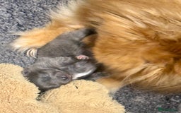 Pomeranian dogs for sale: Stunning Blue Pomeranian Female - Advert 10