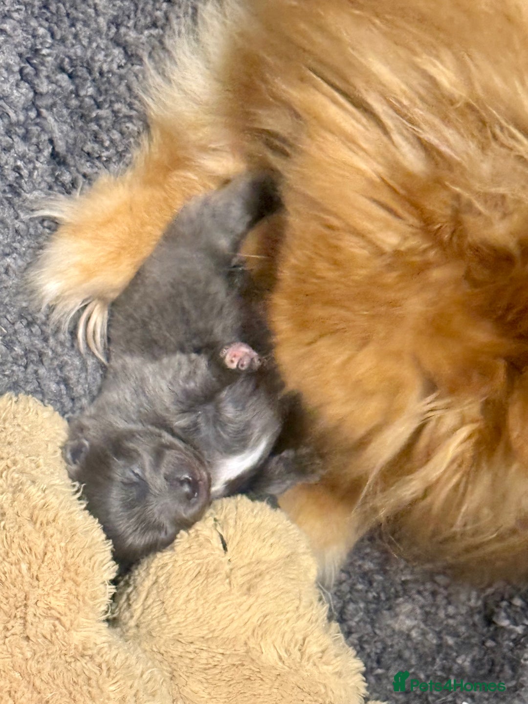 Pomeranian dogs for sale: Stunning Blue Pomeranian Female - Advert 10