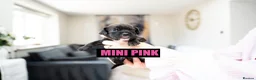 Mixed Breed dogs for sale: English bull dog X Cocker spaniel  - Advert 7