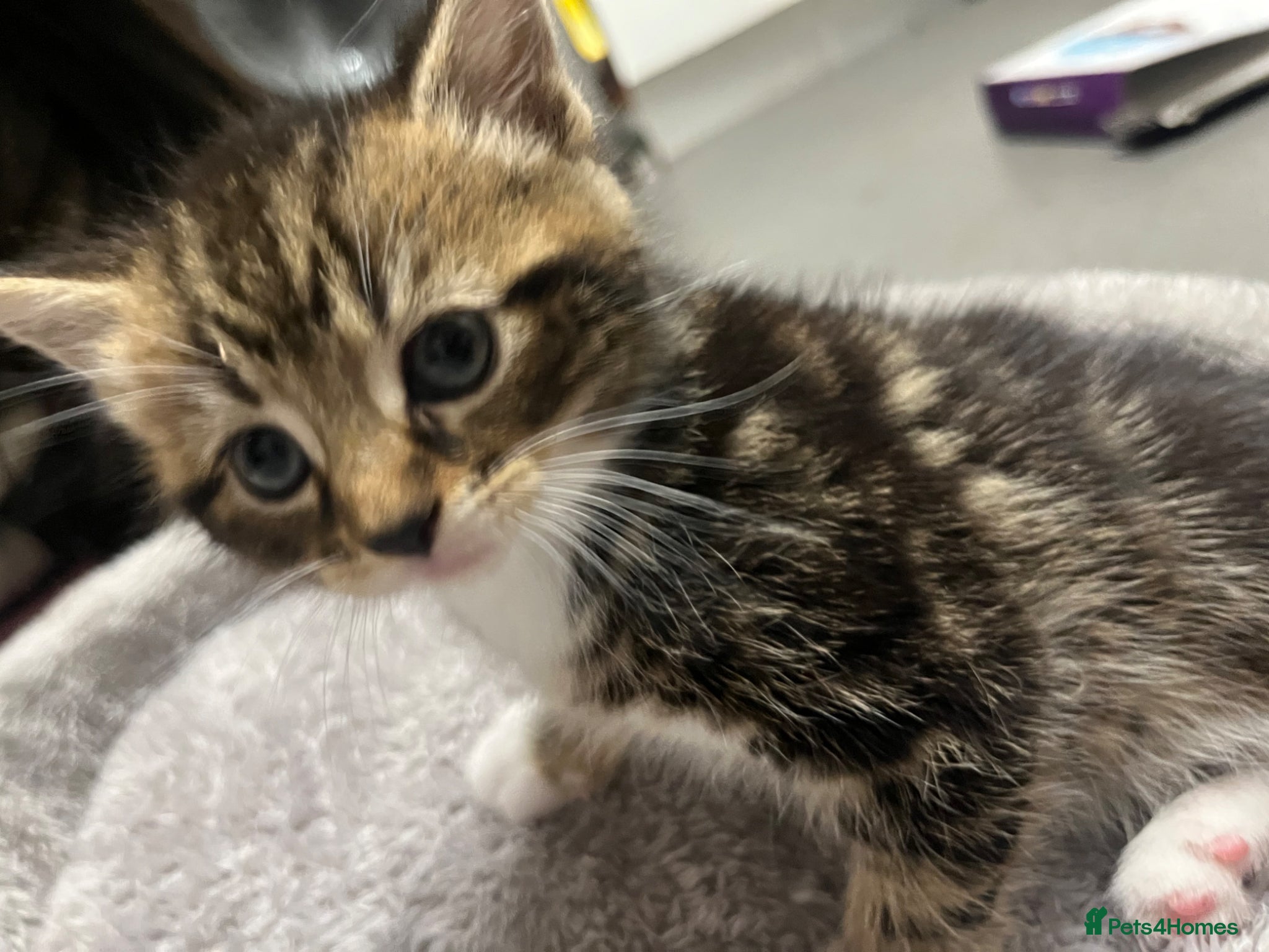 Mixed Breed cats 🐾 Beautiful Kittens Raised in a Family Home 🐾 - Advert 4