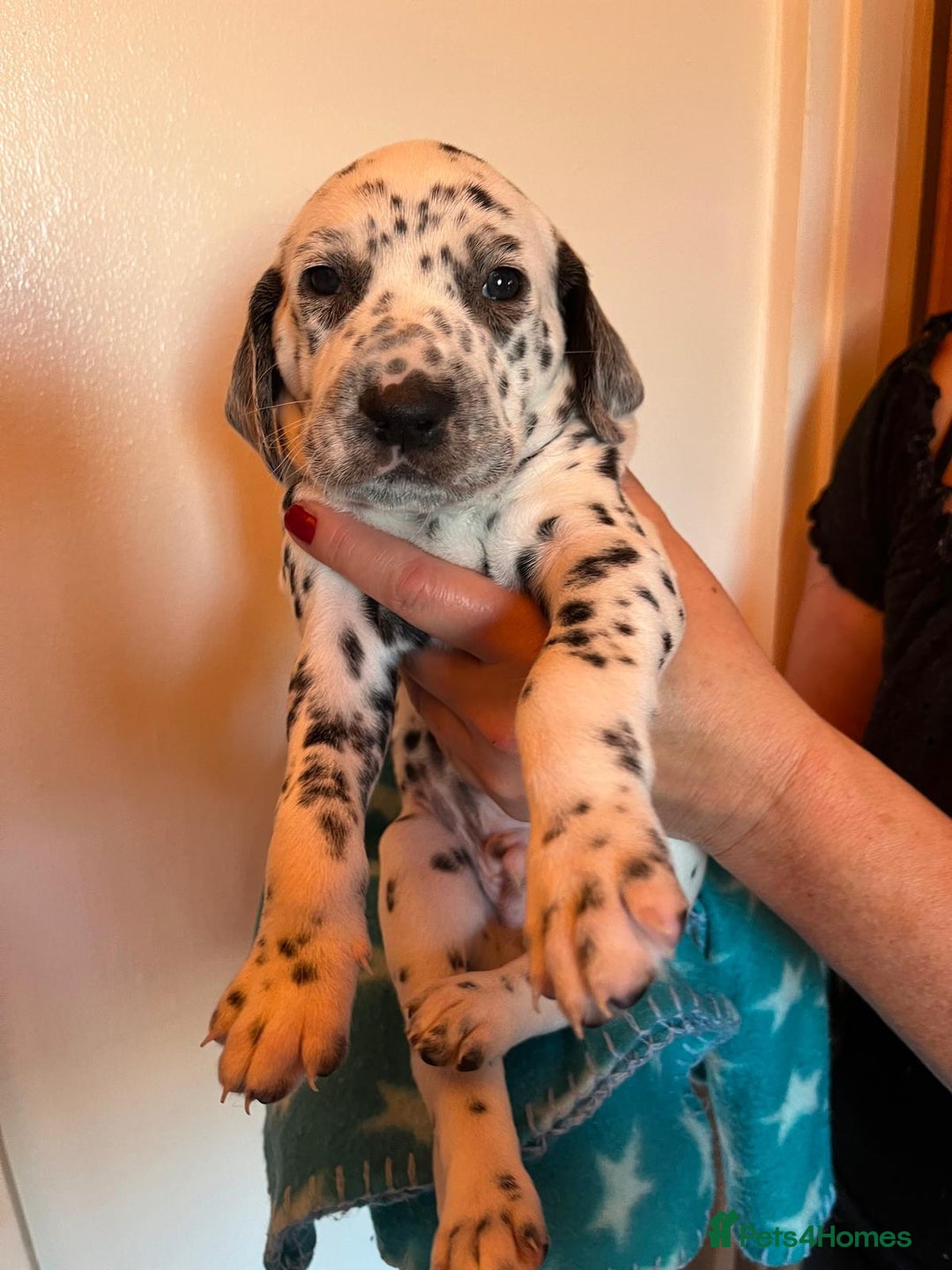 Dalmatian dogs for sale: Dalmation Puppies For Sale - Advert 8