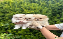 Pomeranian dogs for sale: Tiny Pomeranian Girls – Champion Bloodlines - Image 2