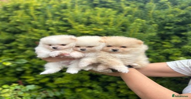 Pomeranian dogs - Advert 5
