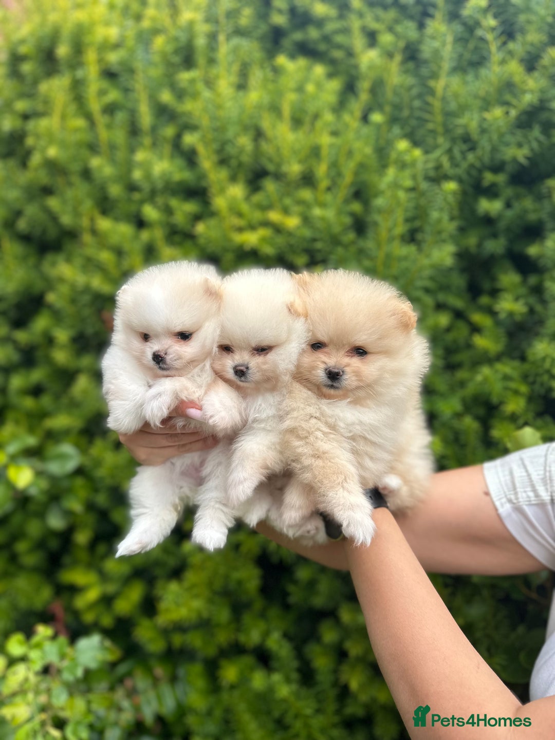 Pomeranian dogs for sale: Tiny Pomeranian Girls – Champion Bloodlines - Image 2
