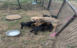 Mixed Breed dogs for sale: Border terrier x Italian greyhound - Image 2