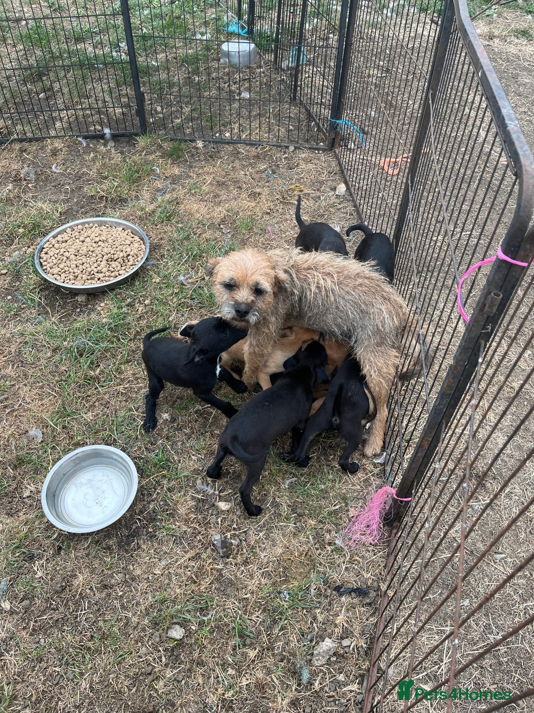 Mixed Breed dogs for sale: Border terrier x Italian greyhound - Image 2