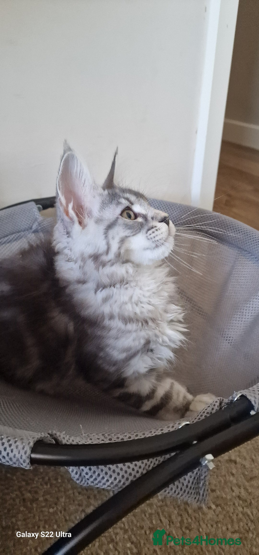 Maine Coon cats for sale: Pure Maine coon - Image 7
