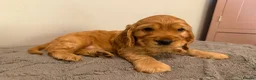 Cocker Spaniel dogs for sale: Show Cocker Spaniel - Advert 39